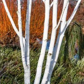 Birch Snow Queen (Betula utilis jaquemontii) 4